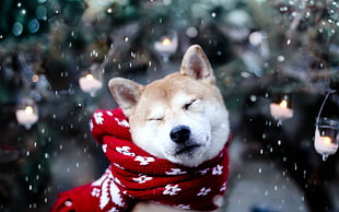 akita with red scarf during snow