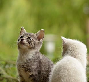 selective focus photograpy of two kittens