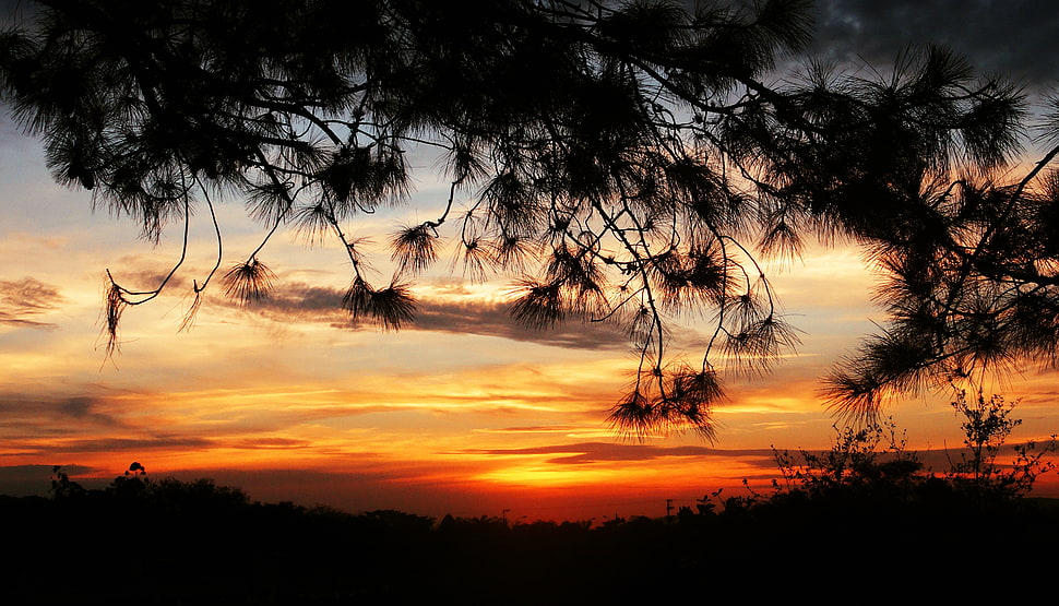 silhouette of trees during sunset HD wallpaper