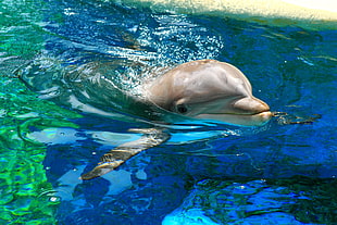 dolphin in body of water HD wallpaper