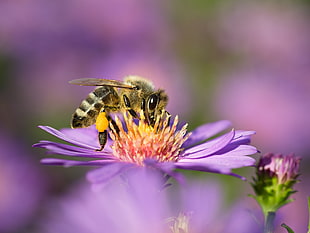 honeybee zipping nectar on purple flower on shallow focus photography HD wallpaper