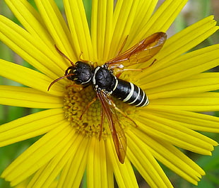 close up photography of bee on yellow petaled flower, cephalotes