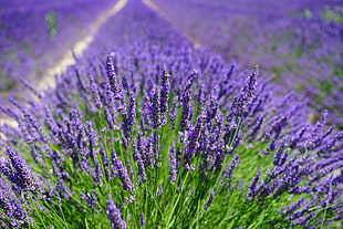 macro shot of lavender HD wallpaper