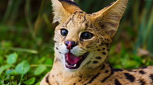 brown and black cat, grass, serval