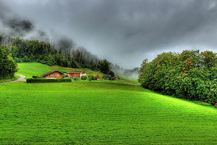 green grass field, nature