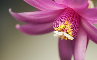 close up photography of pink petal flower