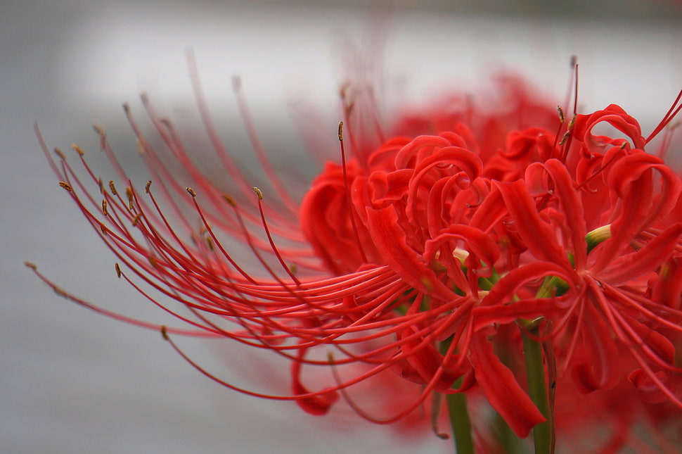 red Spider lily selective-focus photo HD wallpaper