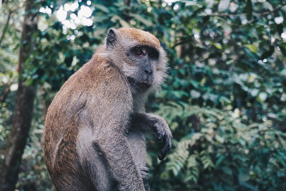 brown monkey, Monkey, Sitting, Primate HD wallpaper