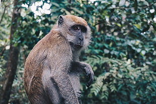 brown monkey, Monkey, Sitting, Primate HD wallpaper