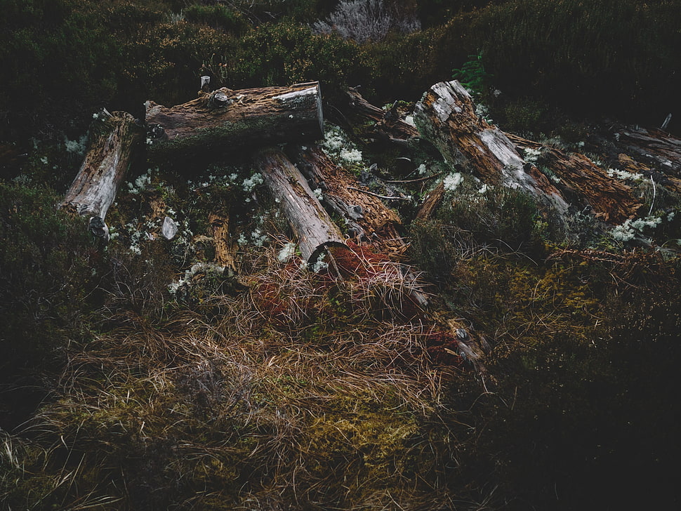 brown log, Logs, Grass, Moss HD wallpaper