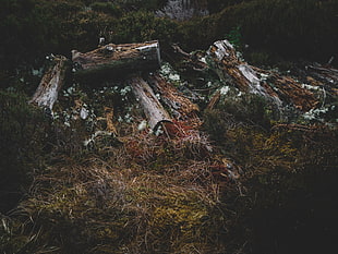 brown log, Logs, Grass, Moss HD wallpaper