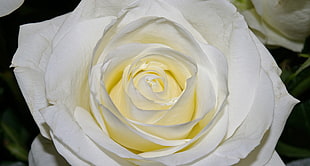 white rose closeup photography HD wallpaper