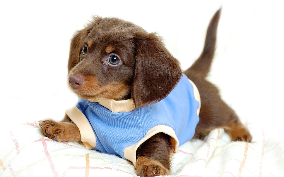 liver and tan puppy HD wallpaper
