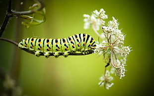 selective focus photography of Monarch Caterpillar