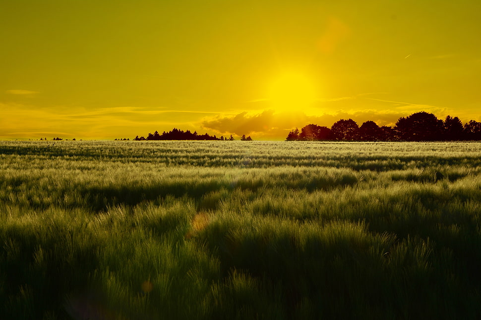 grassy plains during sunset HD wallpaper