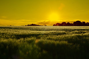 grassy plains during sunset HD wallpaper