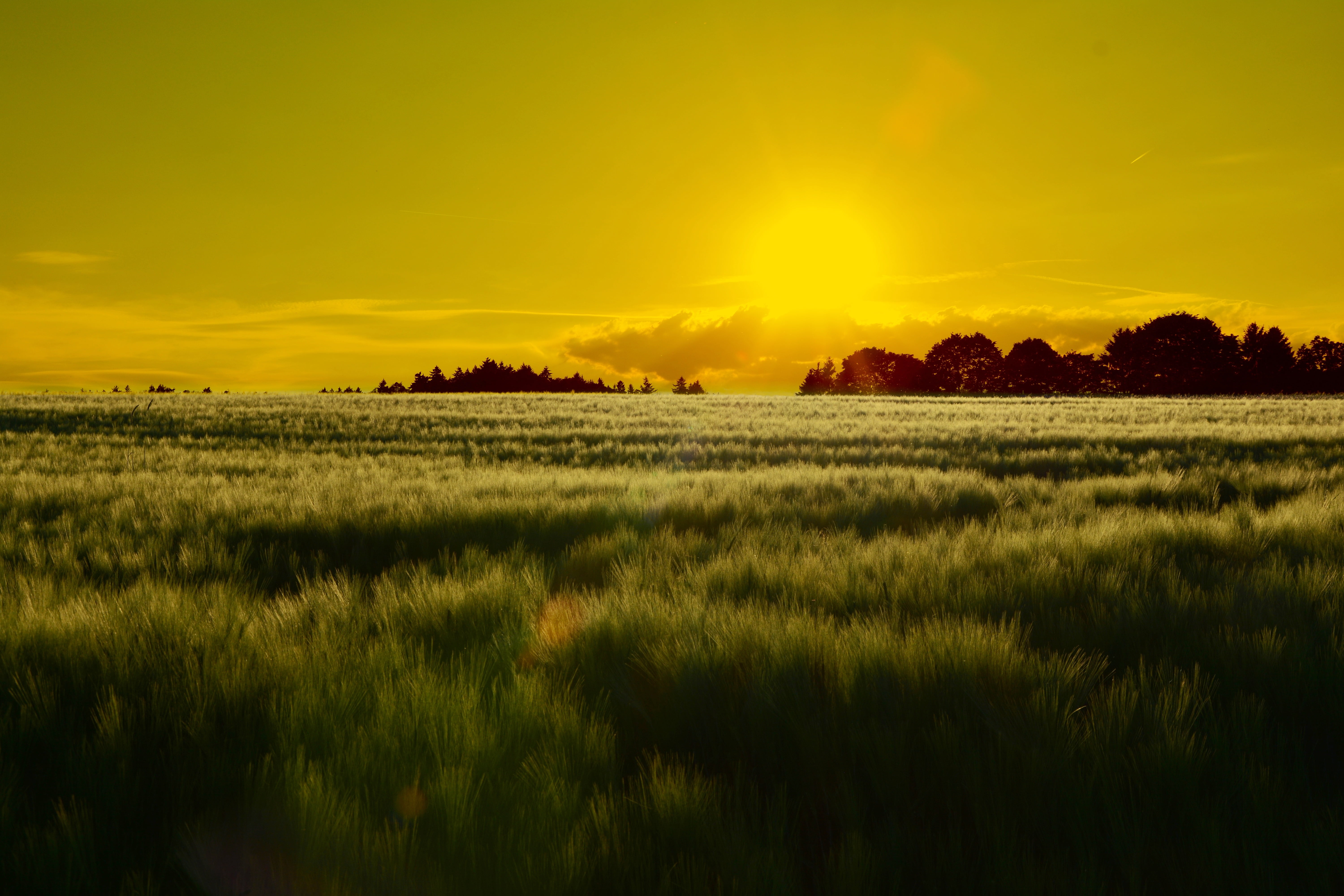 Grassy plains during sunset HD wallpaper | Wallpaper Flare