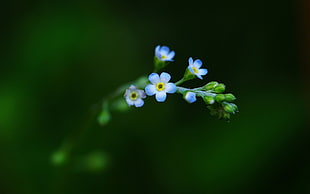 close photo of blue flower