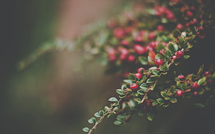shallow focus photography of red berries