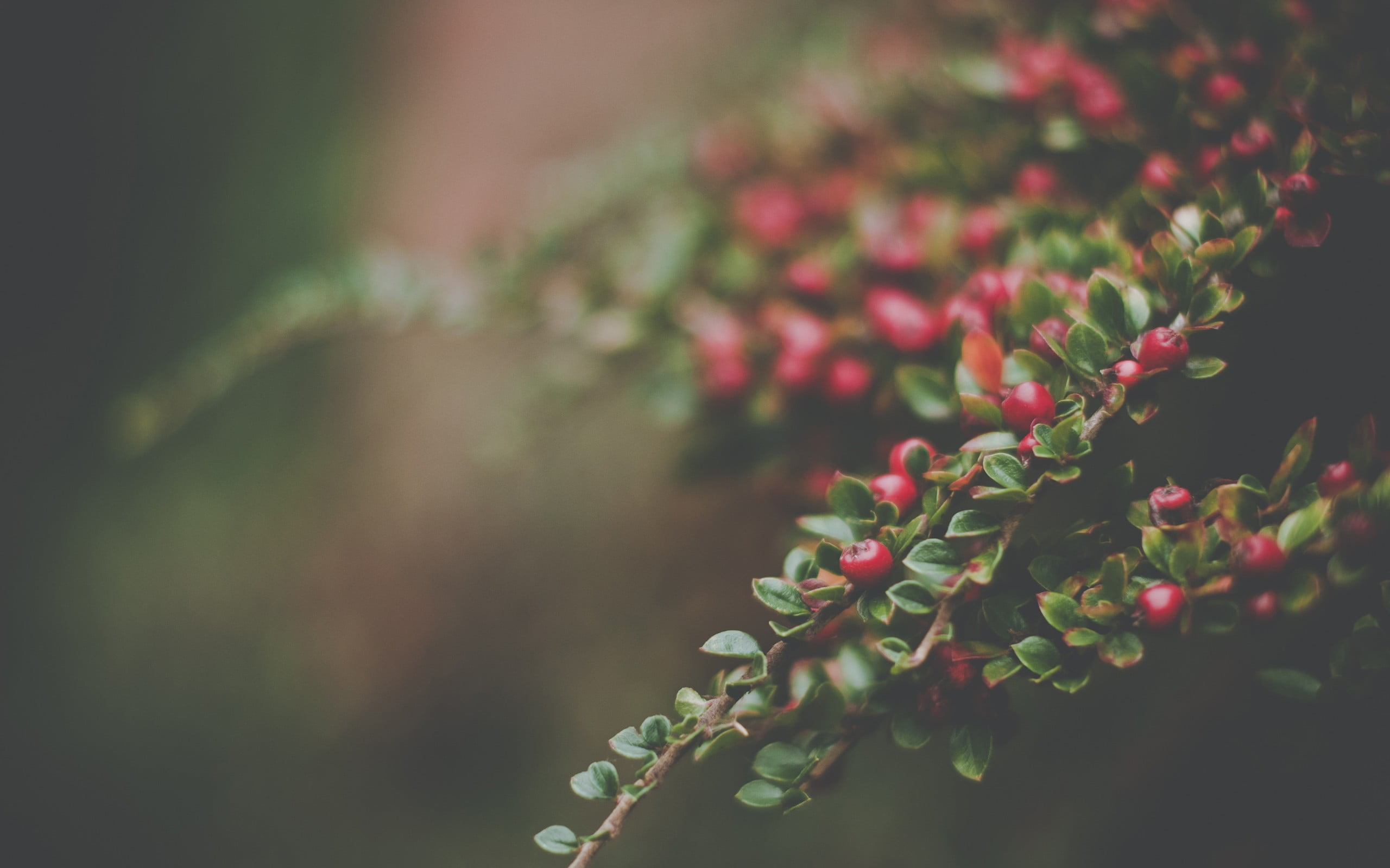 shallow focus photography of red berries