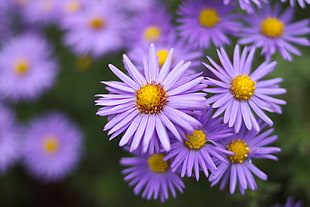 close up photo of purple daisies