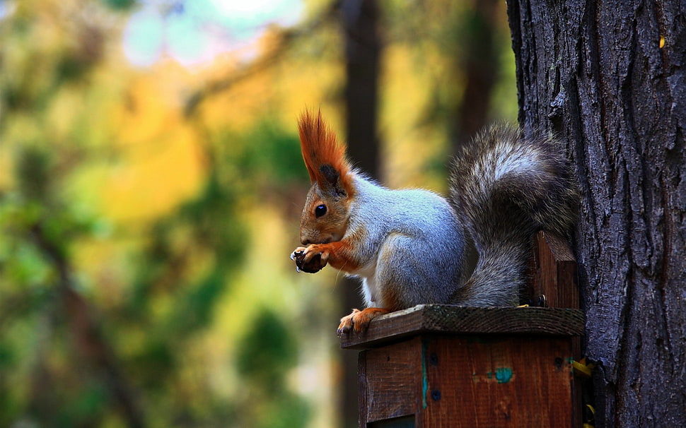 Squirrel standing on tree HD wallpaper