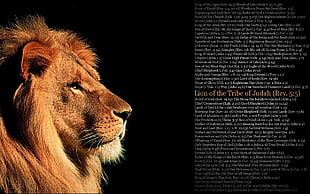 Lion of the Tribe of Jadah Rev. 5:5, quote, lion HD wallpaper