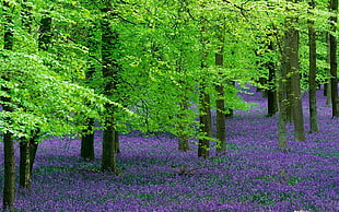 green and brown trees and purple lavender in the middle of the forest HD wallpaper