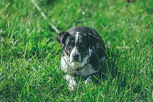 adult black and white American pit bull terrier