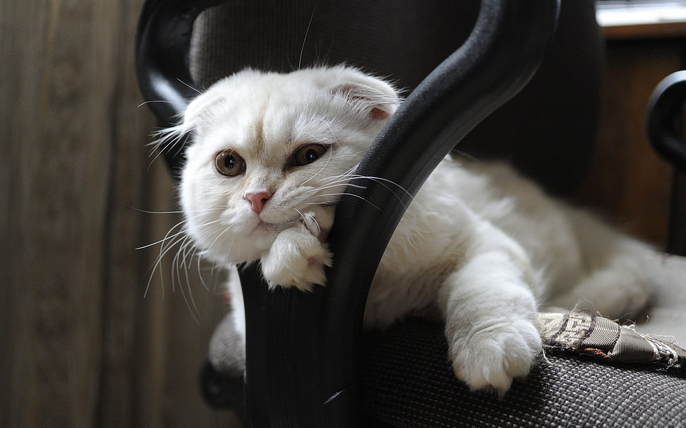 white cat, cat HD wallpaper