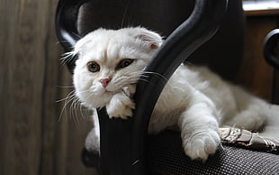 white cat, cat HD wallpaper