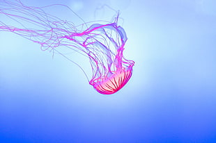 jellyfish digital art with blue background