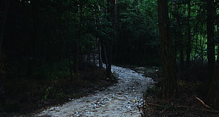 empty road, road, hills, forest, rock HD wallpaper