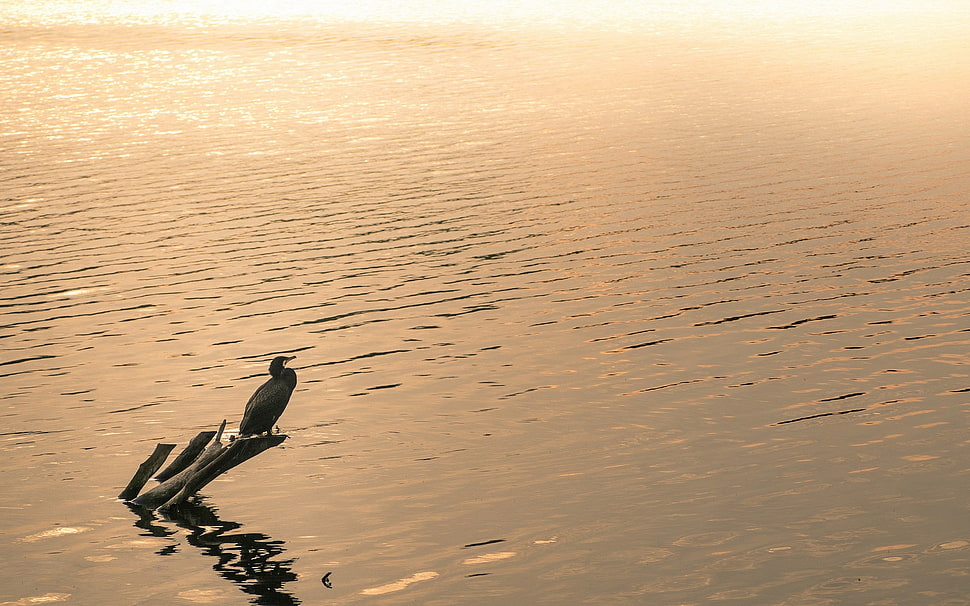 black fur bird on tree trunks on bodies of water HD wallpaper