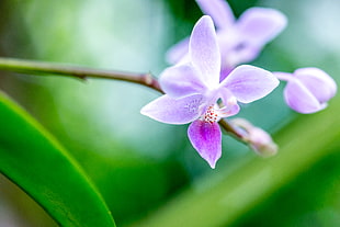 green leaf plant with purple flower