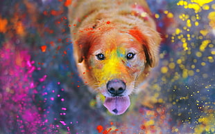 adult Golden Retriever playing on multi-colored powder in close up photography