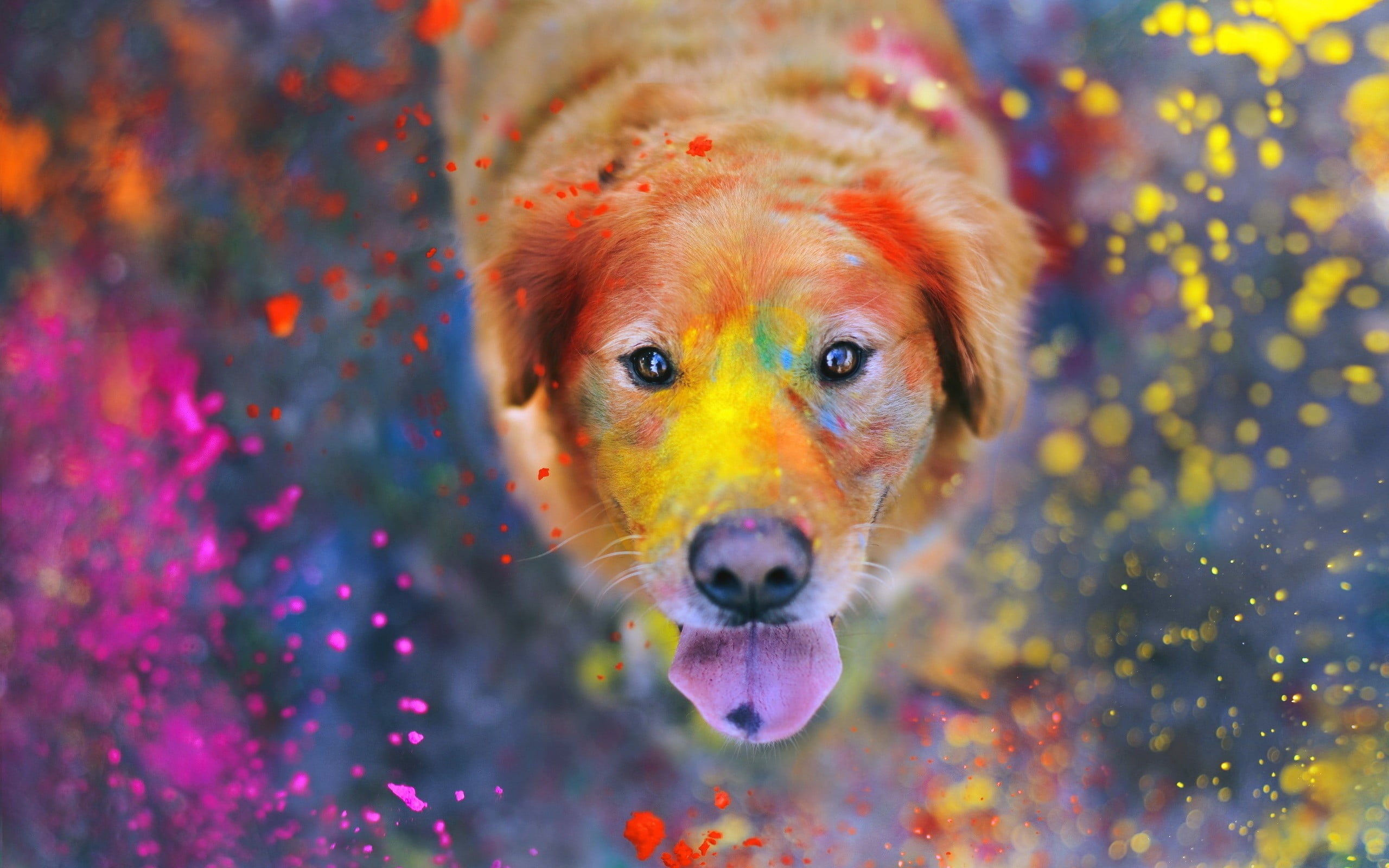 adult Golden Retriever playing on multi-colored powder in close up photography