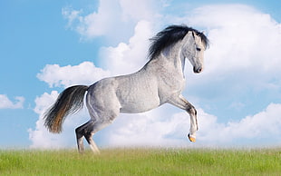 white horse, clouds, horse, animals