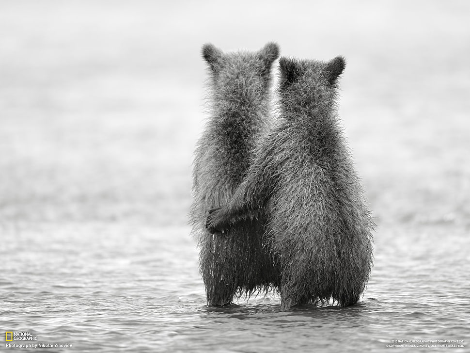 two gray rodents, nature, bears, friendship, baby animals HD wallpaper
