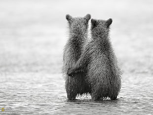 two gray rodents, nature, bears, friendship, baby animals