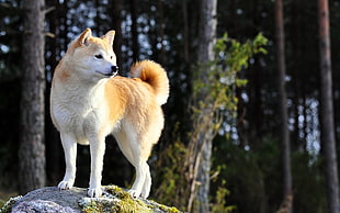 medium short-coat white and orange dog