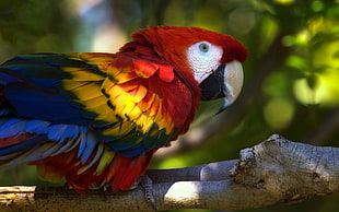 red, yellow, and blue macaw focus shot