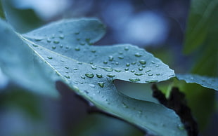 leaf with water droplets closeup photography