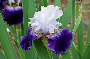 shallow focus of white and purple flower