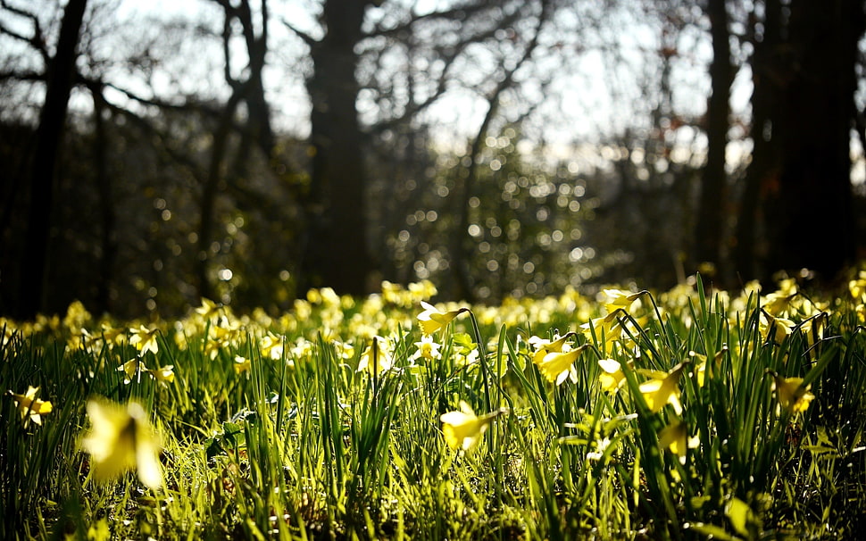 yellow flowers HD wallpaper