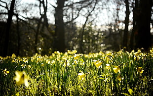 yellow flowers HD wallpaper