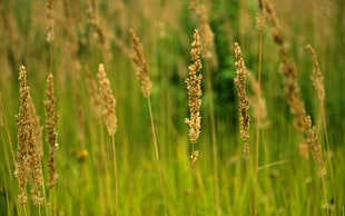 brown grass photo