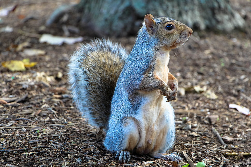 brown squirrel HD wallpaper