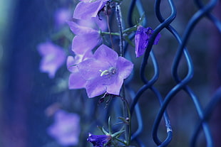 purple petaled flowers creeping on a cyclone fence