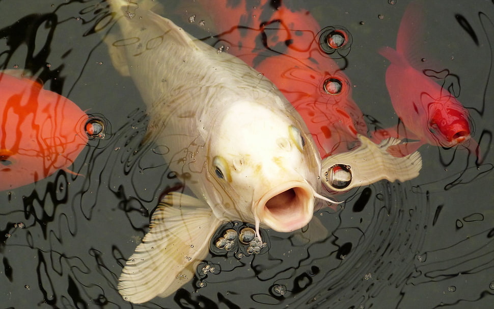 white koi fish, animals, macro, koi HD wallpaper